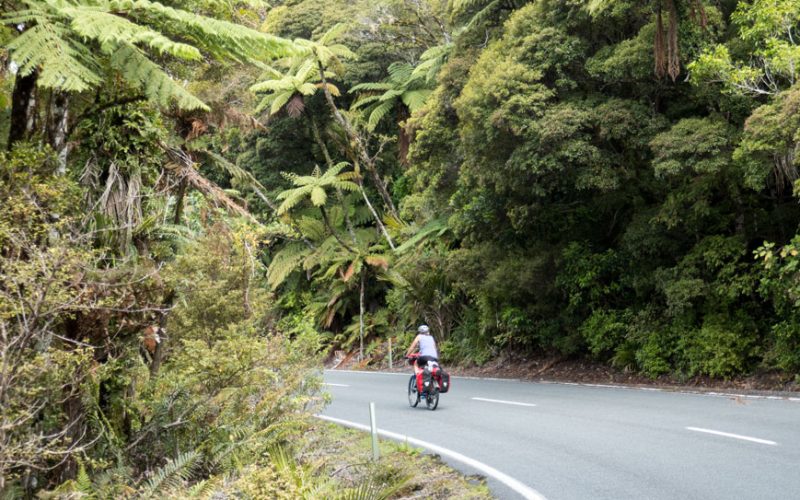 Fahrt durch den Waipoua Forest, Neuseeland Nordinsel