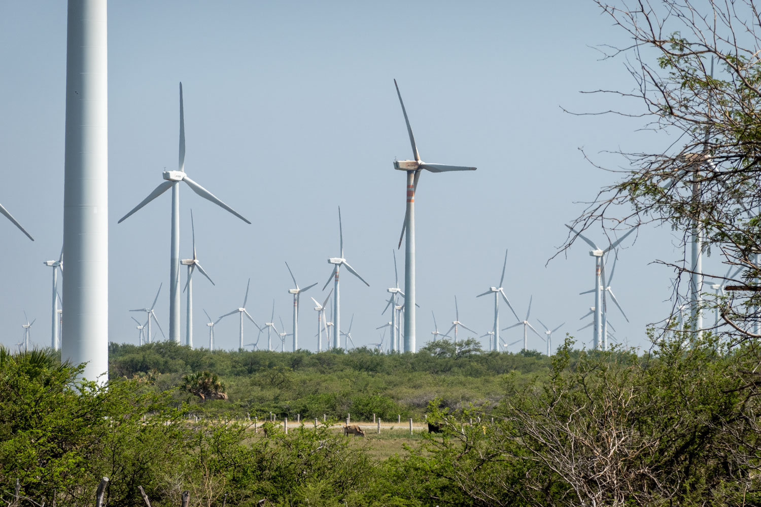 Rieisge Flächen mit Windrädern an der Mex 185 vor Union Hidalgo