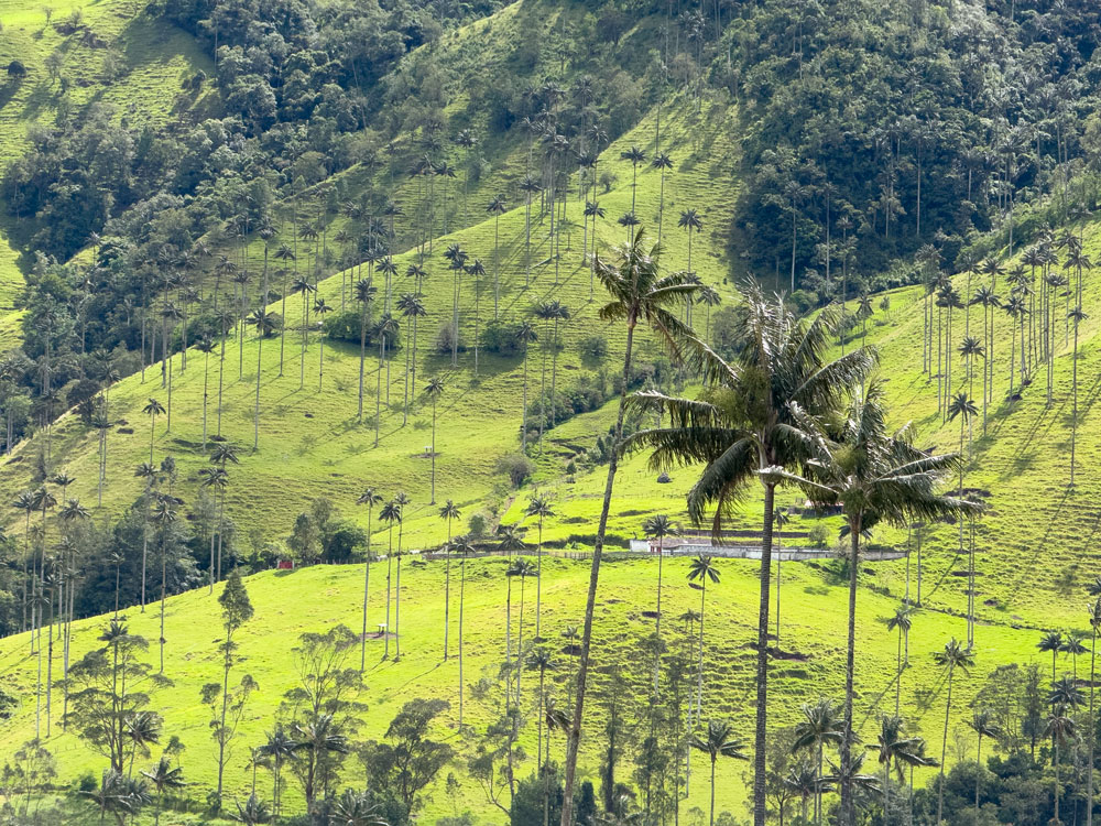 Wachspalmen im Cocora-Tal