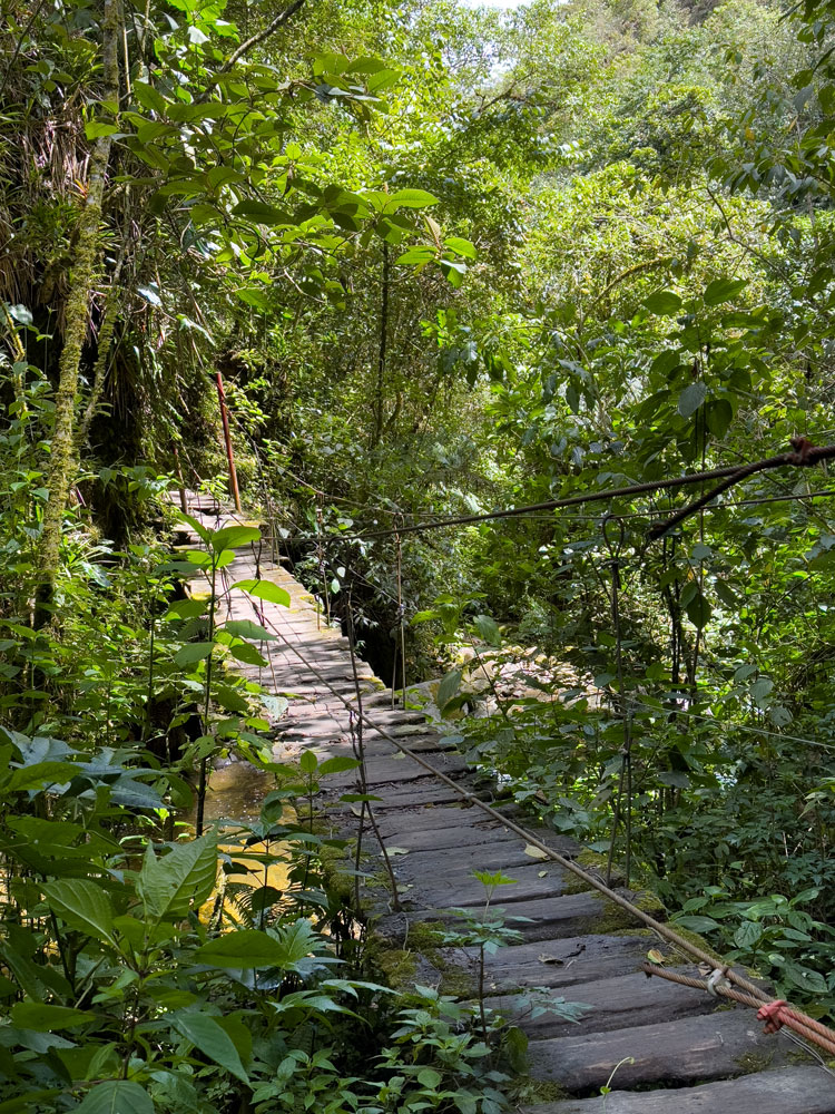 Hängebrücke im Regenwald von Cocora