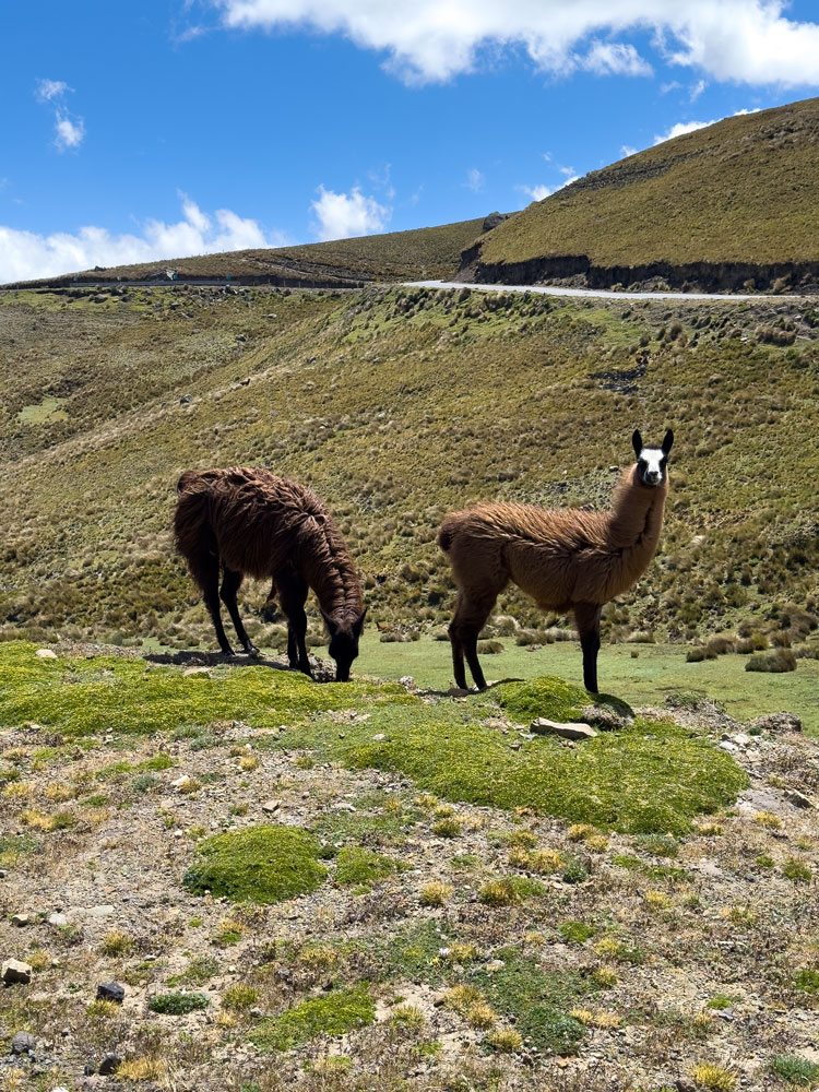 Lamas im Paramo