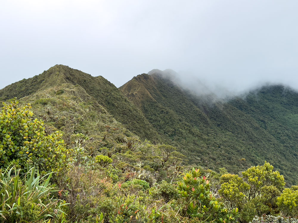 Wanderung im Podocarpus NP