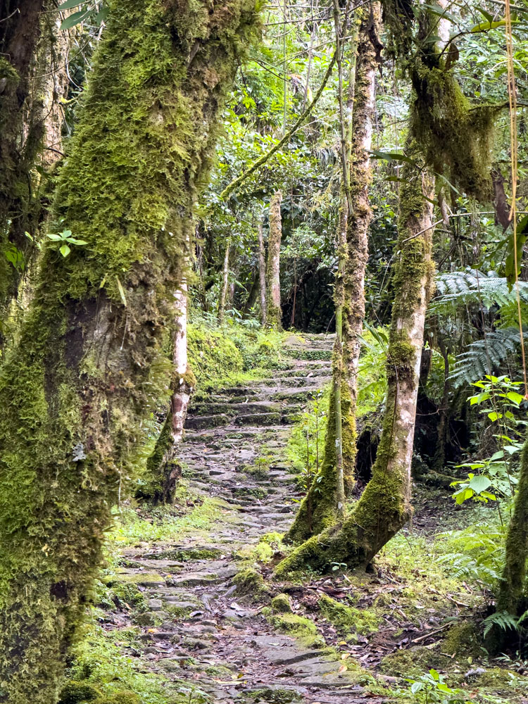 Wanderweg durch den Nebelwald