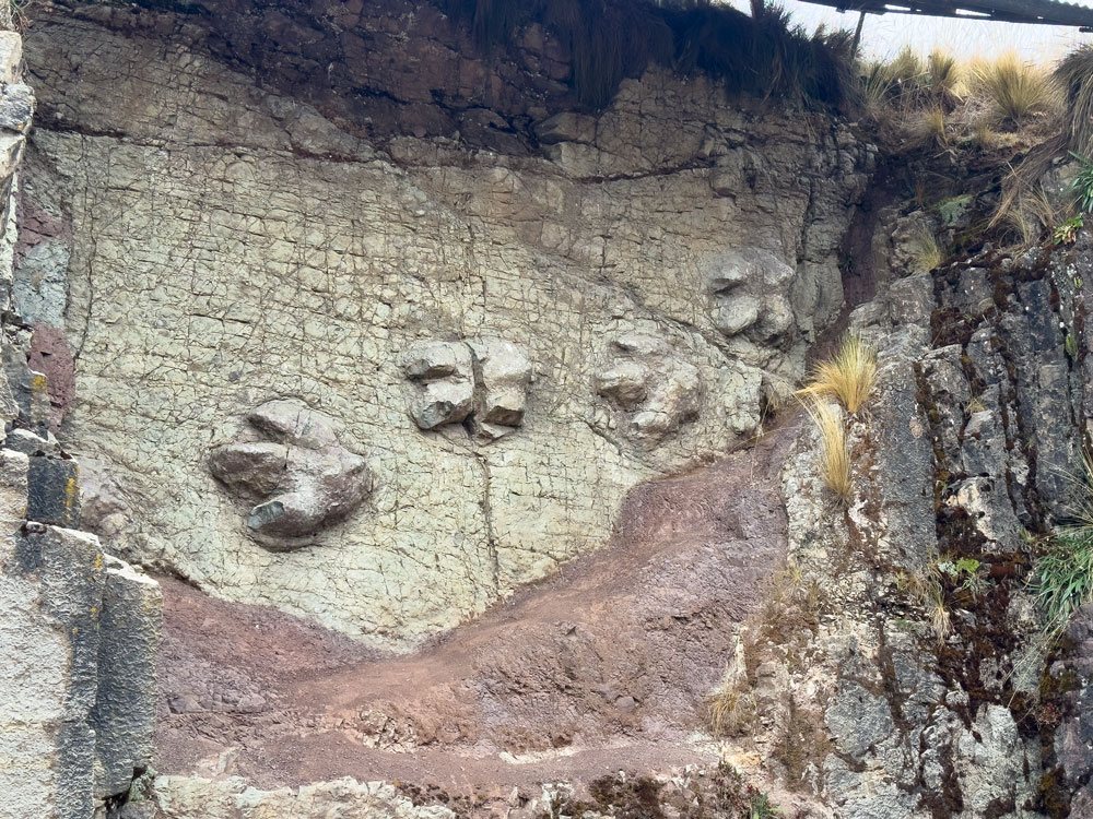 fossile Dino-Fußstapfen