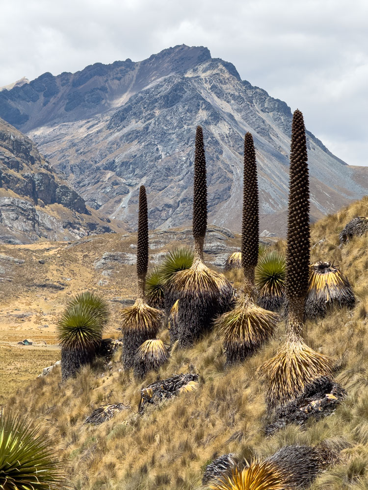 Puia Raimondii im Huascaran Nationalpark