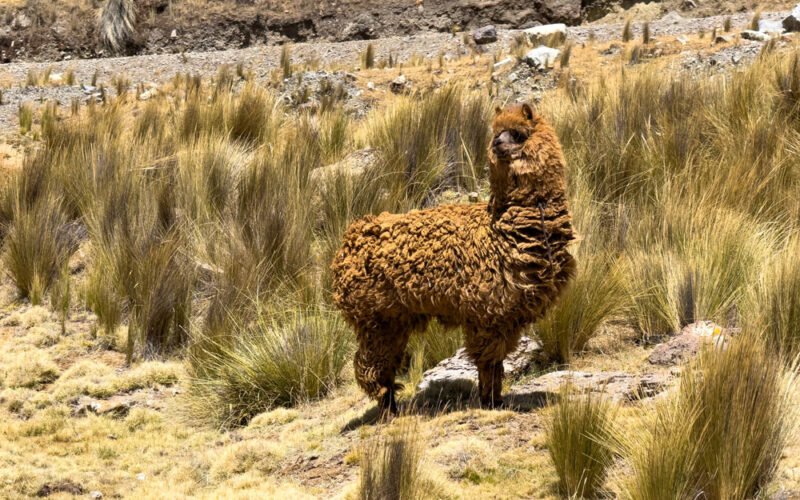 Alpacka im Huascaran Nationalpark