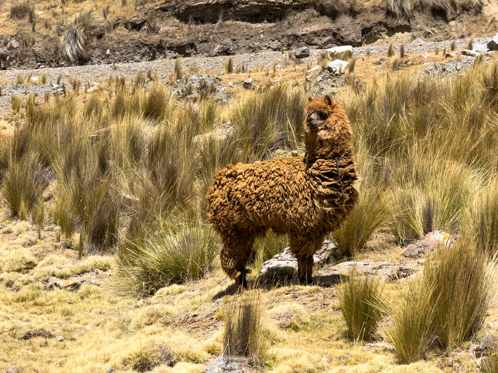 Alpacka im Huascaran Nationalpark