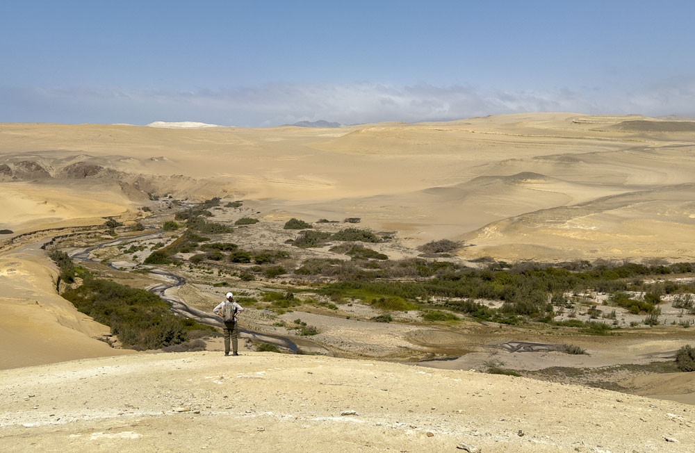 Flussoase am Cañon los Perditos
