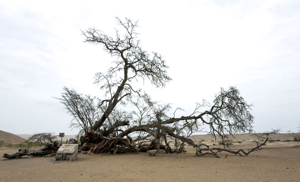 Tausendjähriger Baum bei der "Verlorenen Stadt"