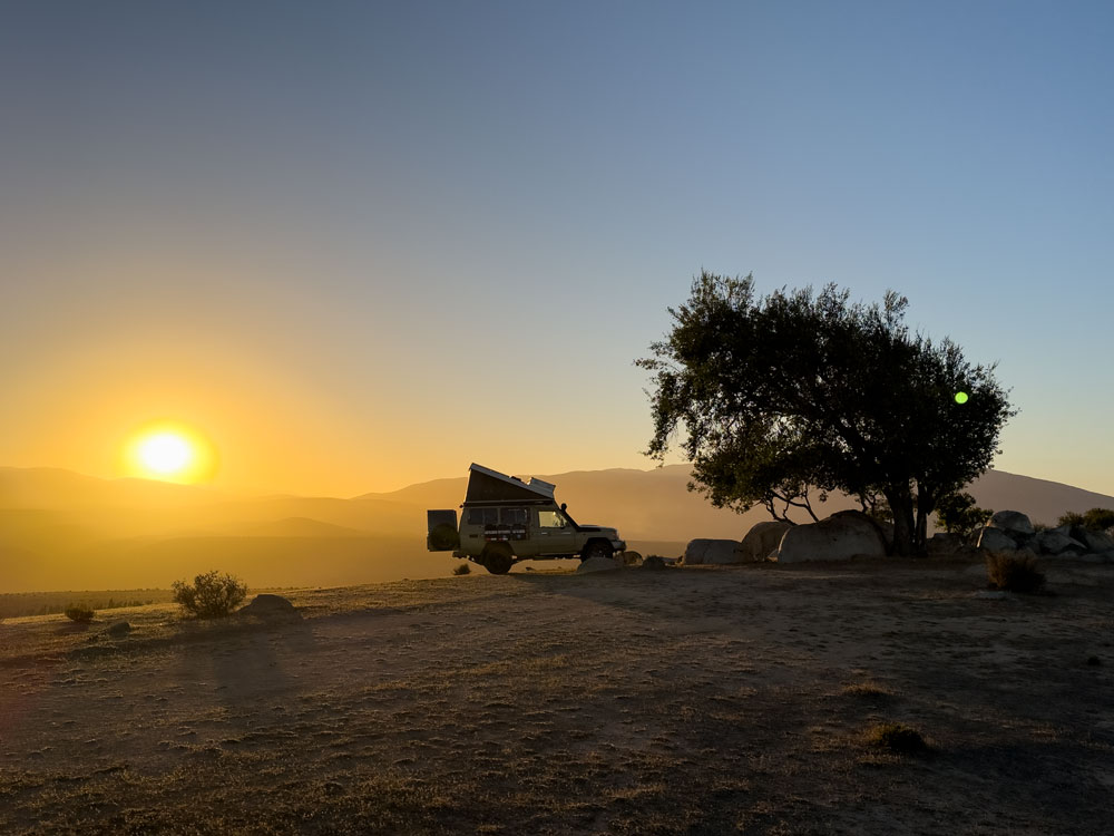 Wunder der Wüste - ein Baum