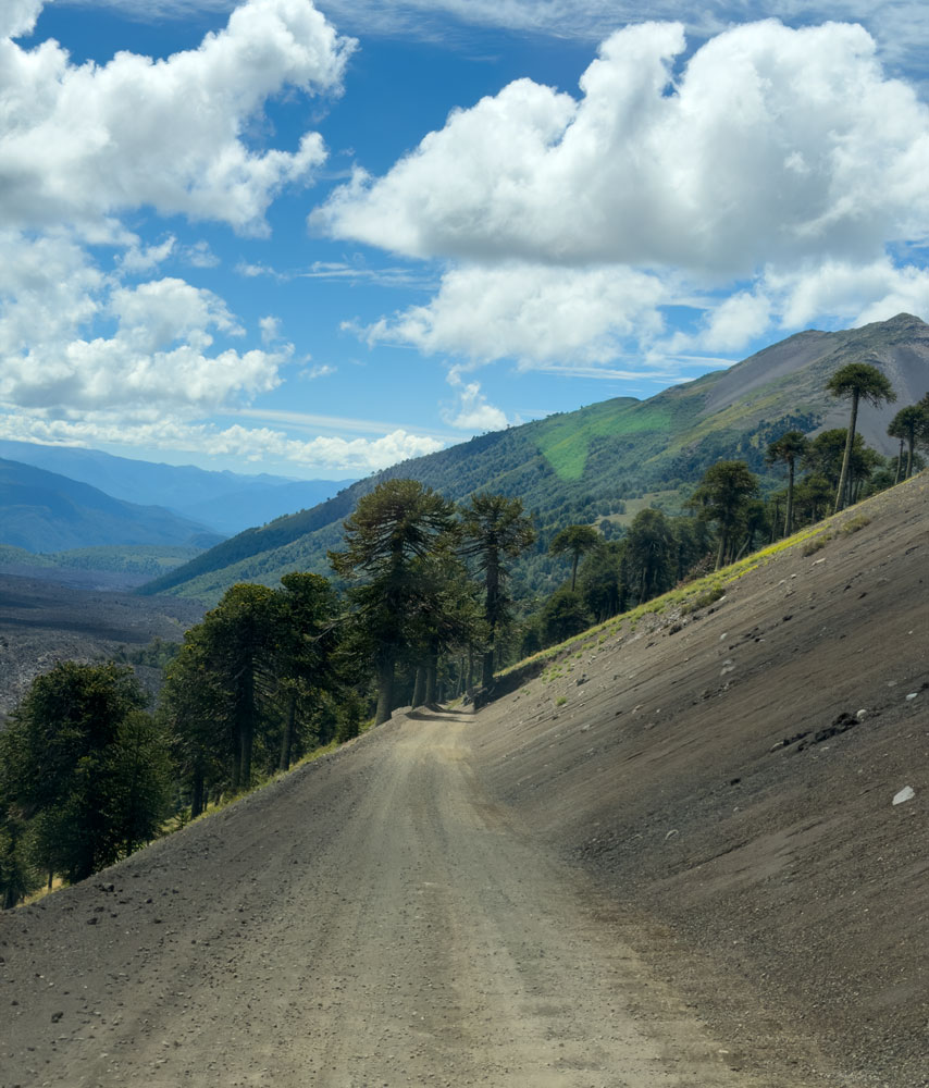 abrupte Grenze zwischen Aschewüste und Araukarienwald