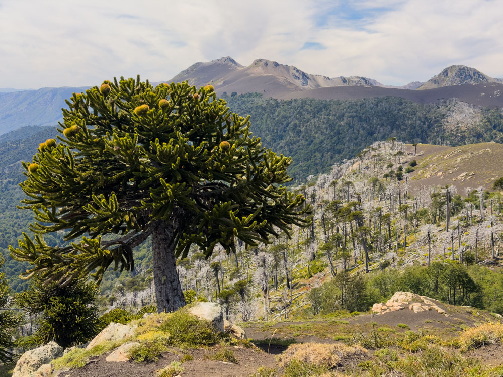 Wanderung auf dem Huella del Puma