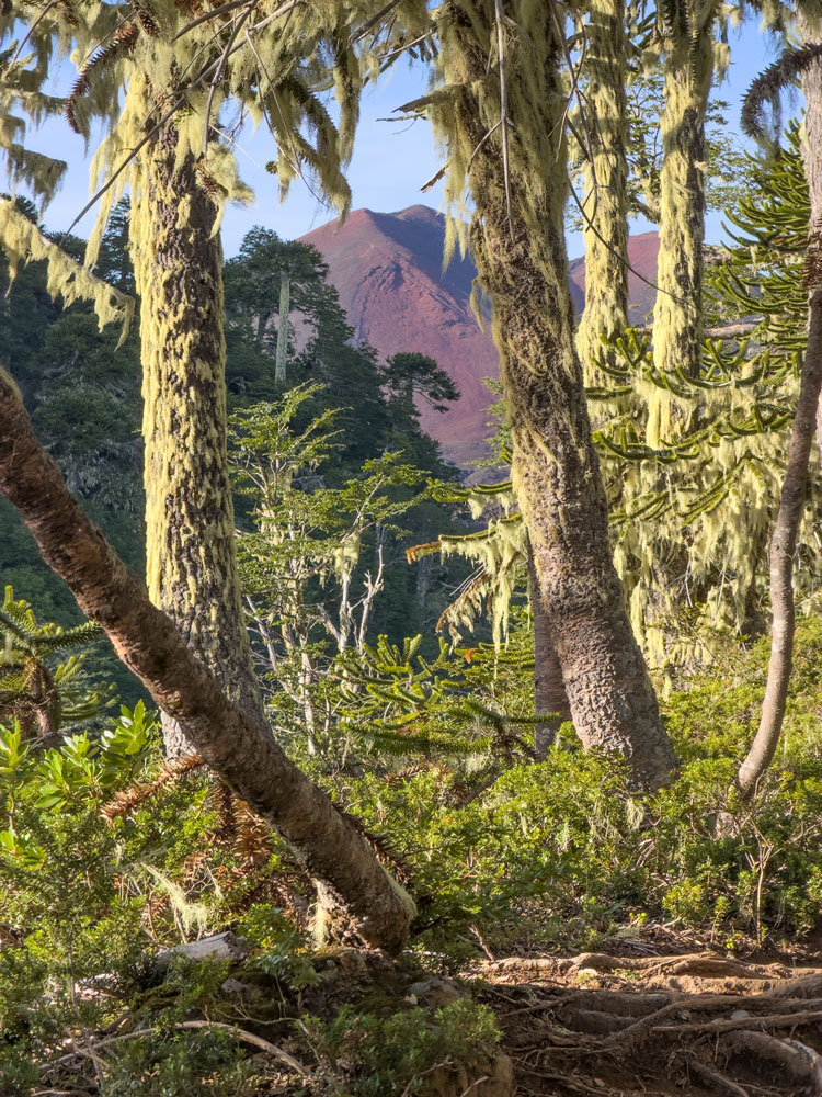 Märchenwald auf dem Weg zum Vulkan Sollipulli