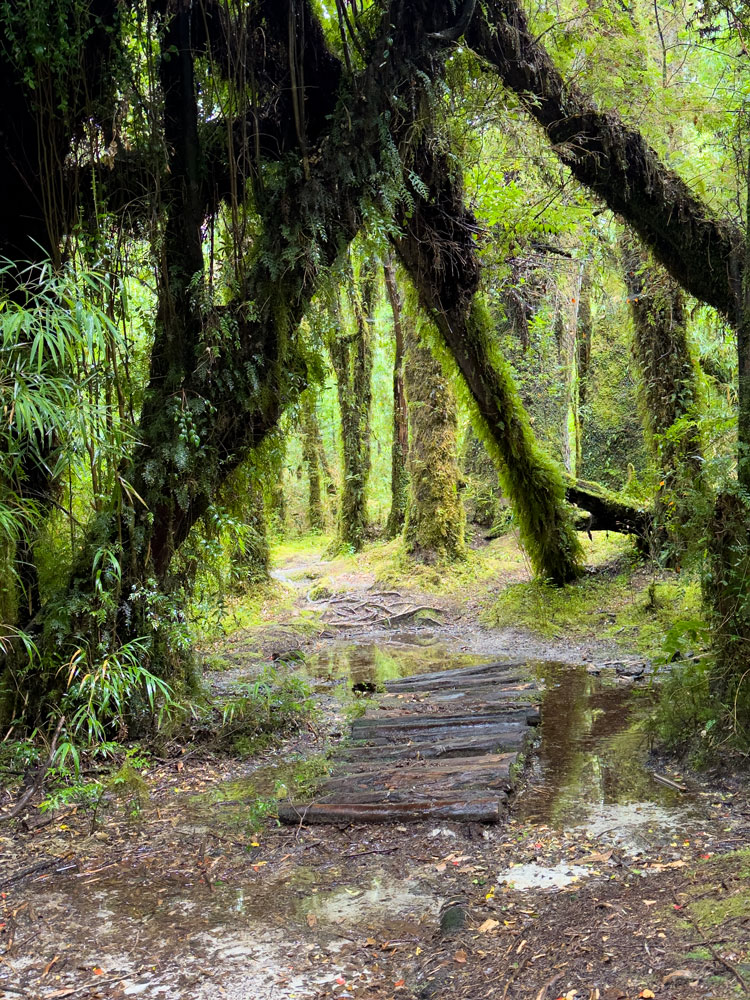 Wanderung durch den Regenwald im NP Pumalin