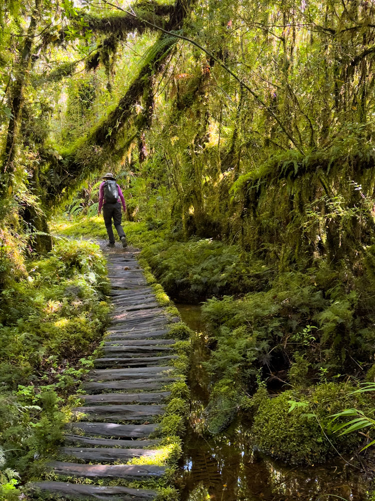 Weg zum Lago Rio Negro im Nationalpark Pumalin