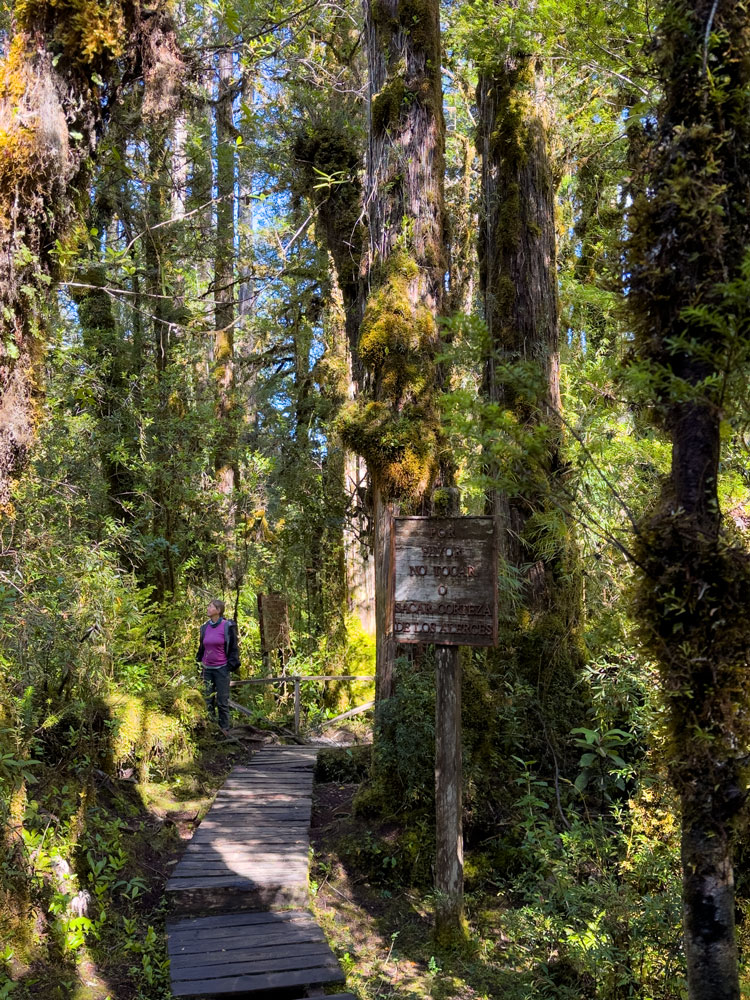 Sendero Los Alerces im Nationalpark Pumalin
