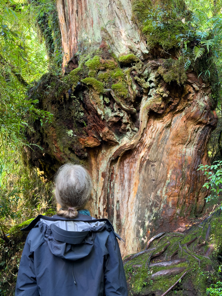 Sendero Los Alerces im Nationalpark Pumalin