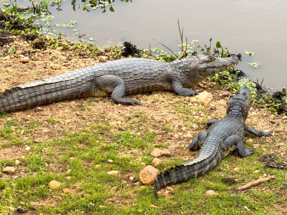Zwei der 40 Mio. Kaimane im Pantanal