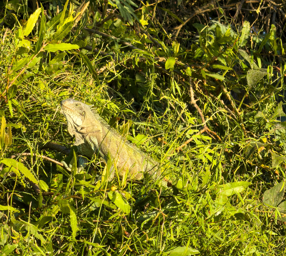 Grüner Leguan