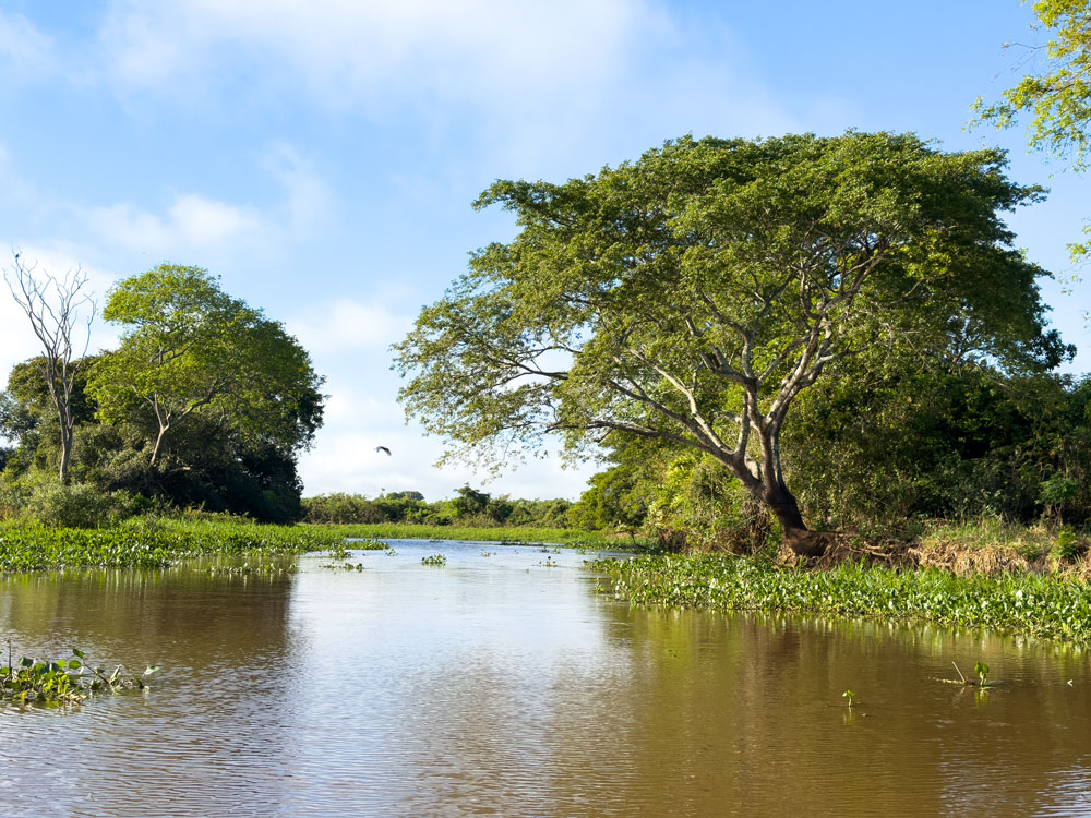 Flusslandschaft am Nebenarm des Rio Sao Lorenzo