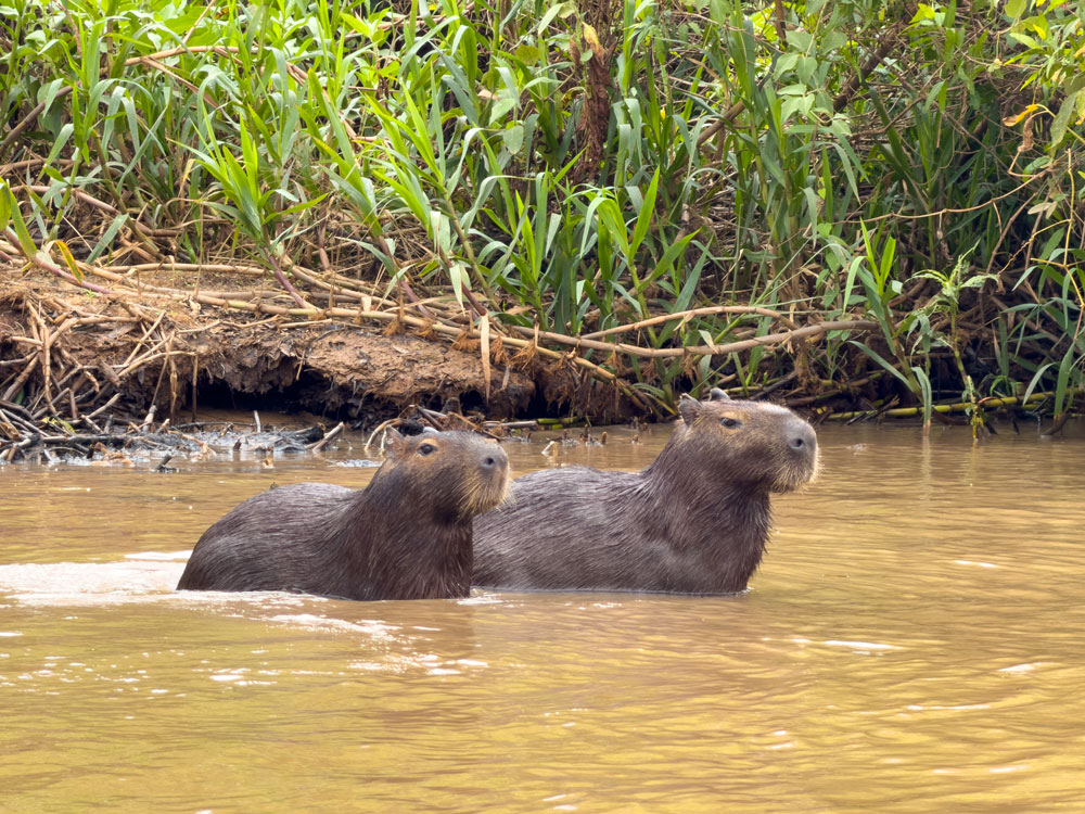 Wasserschweine