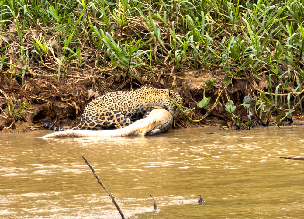 Jaguar auf Kaiman-Jagd