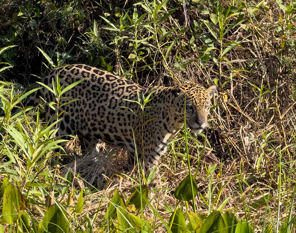 Jaguar